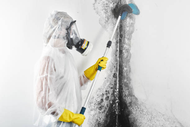 Best Water Damage & Mold Remediation  in Bangor, MI