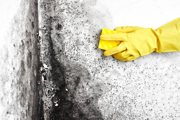 Best Air Quality Testing for Mold Spores  in Bangor, MI
