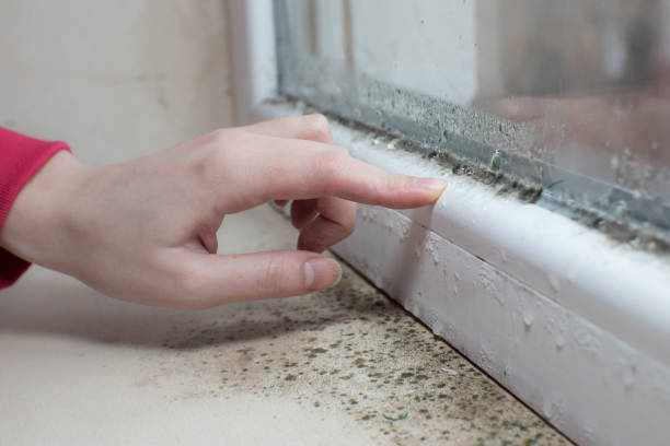 Best Biohazard Mold Removal  in Bangor, MI