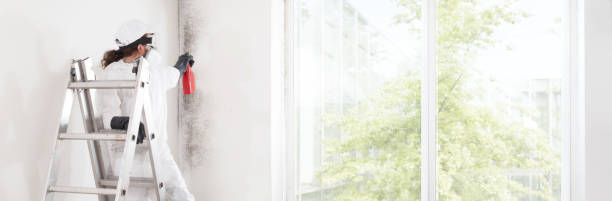 Best Mold Remediation for Rental Properties  in Bangor, MI